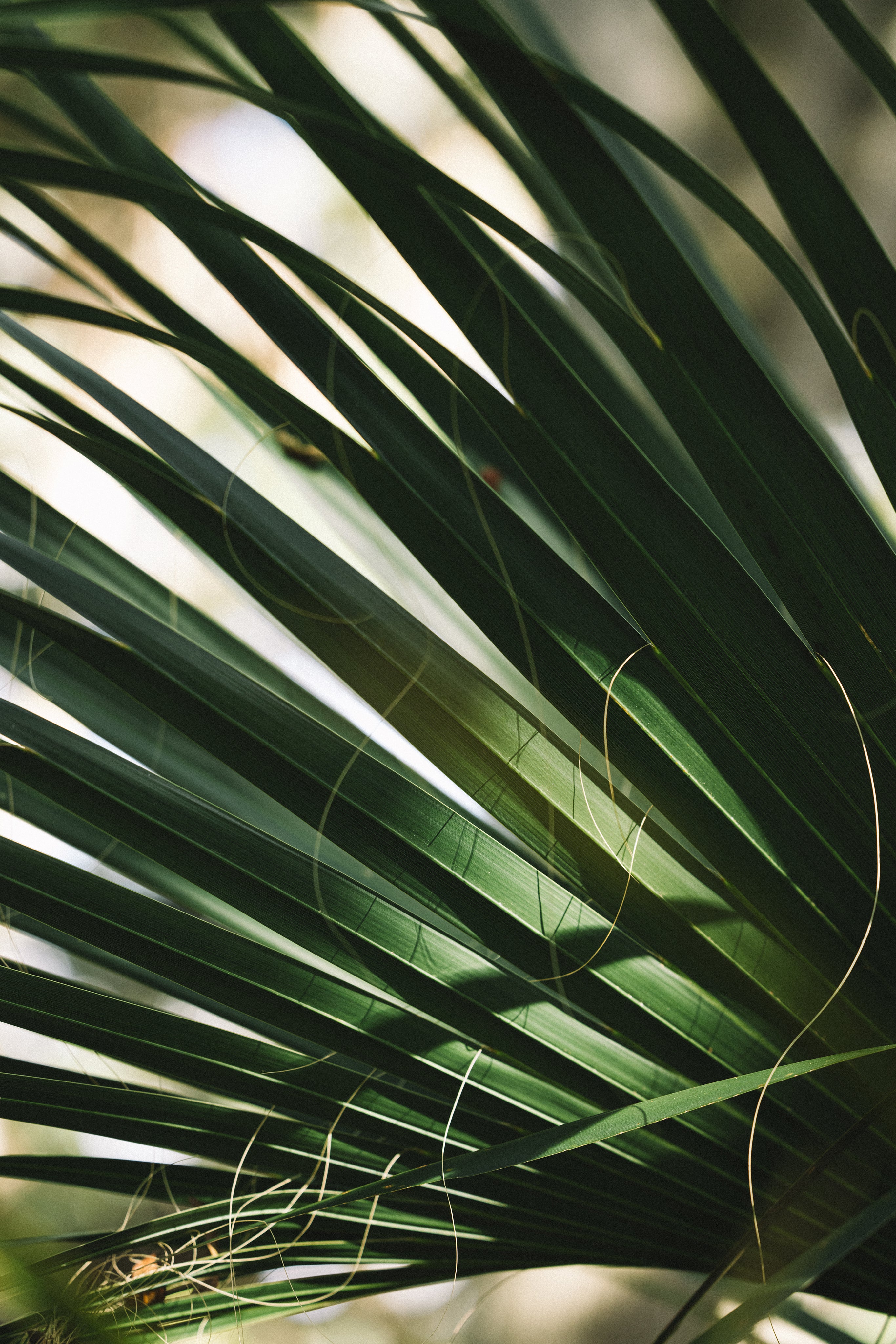11.11.24_Marley_-_Peace_-_Textures_-_01.jpg